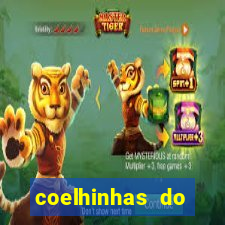 coelhinhas do brasil recife